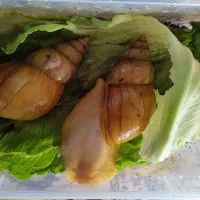 حلزون آچاتینا مولد