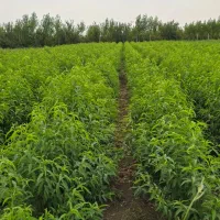 فروش نهال بادام شکوفه پربار تضمینی|خدمات باغبانی و درختکاری|نیشابور, رنج آباد|دیوار