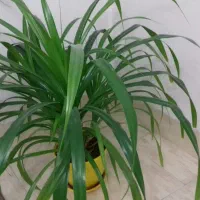 گل پاندانس|گل و گیاه طبیعی|الوند, |دیوار