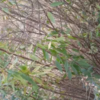 فروش نهال|خدمات باغبانی و درختکاری|نی‌ریز, |دیوار