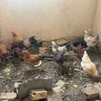 مرغ و خروس محلی همه در حال تخم