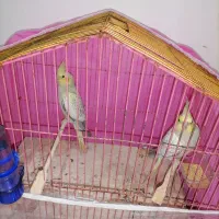 عروس هلندی
