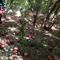 انار هفتادر