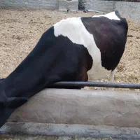فروش یک راس ماده گاو گوشتی