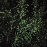 فروش-قطعه-زمین-به-متراژ-1000متر-مربع