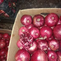 انار دانه سیاه