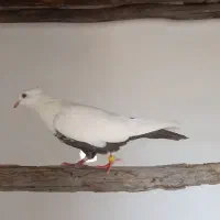 کبوتر