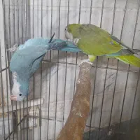 طوطی راهب|پرنده|ماسال, |دیوار