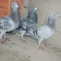 یک جفت کبوتر و جوجهاش|پرنده|گالیکش, |دیوار