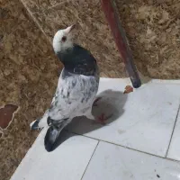 کفتر قریب|پرنده|گرمخان, |دیوار