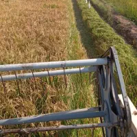 شلب اشتر شلتوک