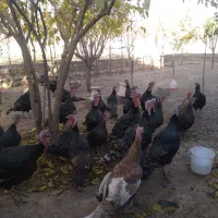 بوقلمون|حیوانات مزرعه|قیدار, |دیوار