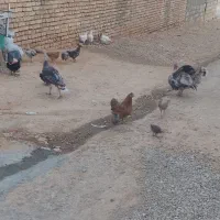 بوقلمون مرغ و جوجه