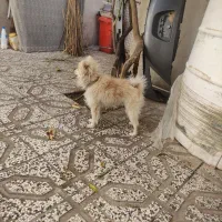 سگ پامرین خرسی|سگ|کلاله, |دیوار