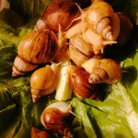 حلزون شاه مولدومولد