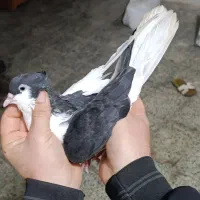 تعدادی نرو ماده دمپاک درجه یک