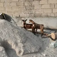 بز دوکهری کهره صلاله