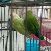 طوطی برزیلی|پرنده|خرمشهر, |دیوار