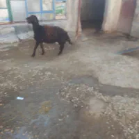 بره قوچ افشاری