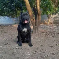 کن کورسو|سگ|تهران, قیطریه|دیوار