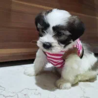 سگ نژاد مالتیپو