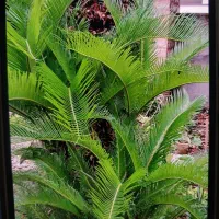 سیکاس