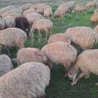 پارس آباد روستای سرودلو