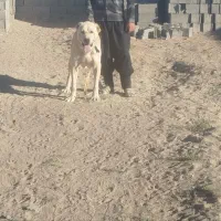 سگ الابای سفید|سگ|اصفهان, فرودگاه|دیوار