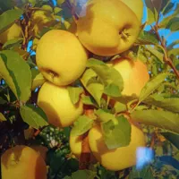 سیب درختی ارگانیک فیروزکوه