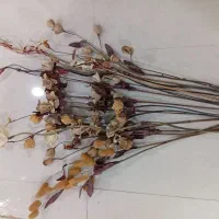 ۲۰ شاخه گ ل زیبا