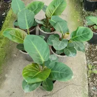 انواع گل ها آپارتمانی بیرونی