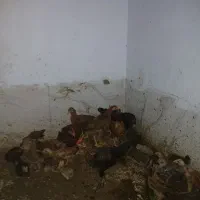 پرنده