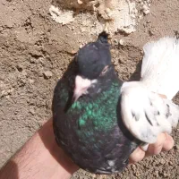 ماده کله سیاه  کشیده قیمت 1ملیون. ادرس صغاد