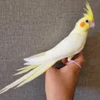 عروس هلندی نر یکساله مست مست