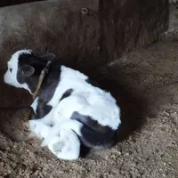 گاو هلشتاین سراب|حیوانات مزرعه|قره پشتلو, |دیوار