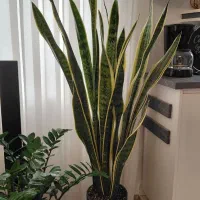 گل سانسوریا وزامفولیاویوکا