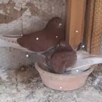 ماده قرمزی پرشی نشون دار