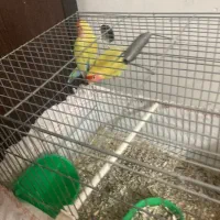 جفت طوطی کوتوله و مرغ عشق پروانه ای ضمانتی