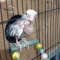 جوجه عروس هلندی ۲۹ روزه