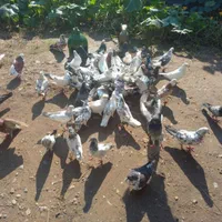 کبوتر|پرنده|آستانه اشرفیه, |دیوار