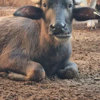 فروش گوساله گاومیش پای پروار