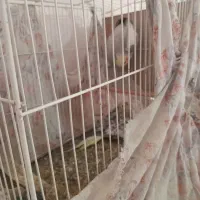 عروس هلندی باتخم|پرنده|اسفراین, |دیوار