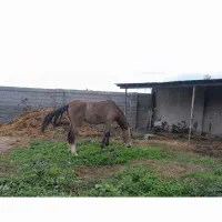 اسب ماده  نژاد دار