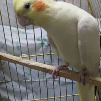 5تا عروس هلندی ماده بالغ