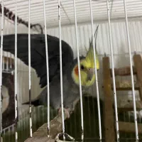 جفت عروس مولد با لوازم کامل|پرنده|ساری, |دیوار