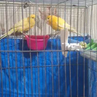 فروش قناری۴تومن