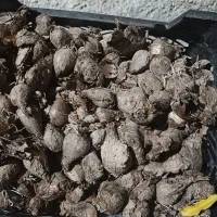 پیاز گل نرگس