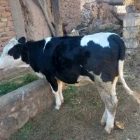 گوساله سیمنتال یک ماهه آبستن