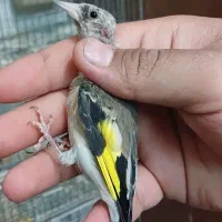 سهره قناری.سهره متولد قفس.سهره خاکی|پرنده|کرمان, |دیوار