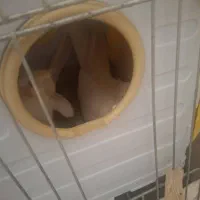 عروس هلندی معاوضه با ملنگو|پرنده|تهران, افسریه جنوبی|دیوار